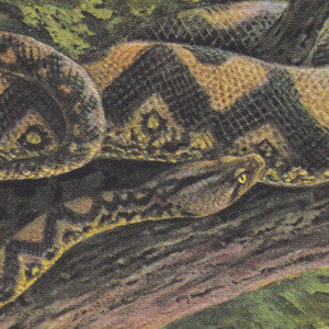 Rainforest Spiritual Enslavement - Ambient Black Magic