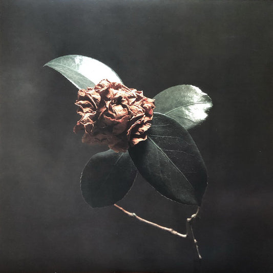 Album art for St. Paul & The Broken Bones - Young Sick Camellia