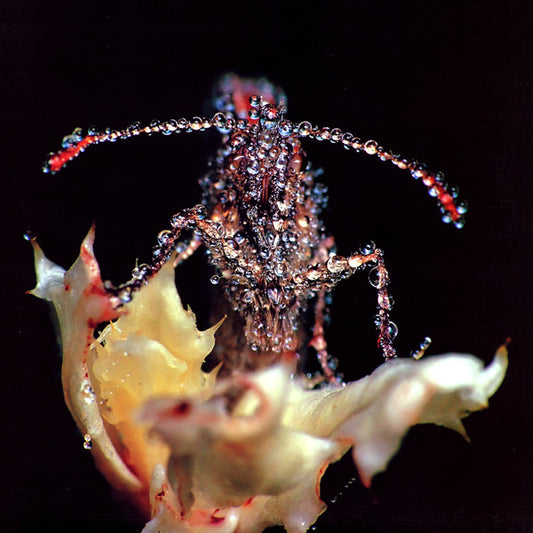 Album art for Gang Gang Dance - Eye Contact